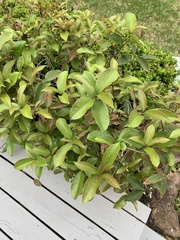Osmanthus
