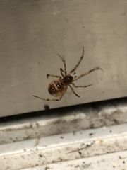 Theridiidae