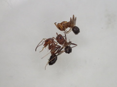 Dorymyrmex bicolor