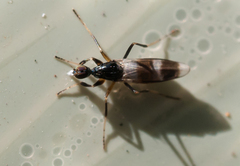 Tachydromia umbrarum
