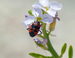 Eurydema spectabilis