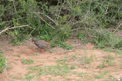 Pternistis afer castaneiventer