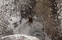 Spelaeiacris tabulae