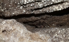 Spelaeiacris tabulae