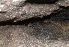 Spelaeiacris tabulae