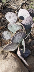 Opuntia santa-rita