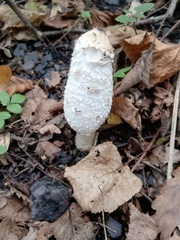 Coprinus comatus