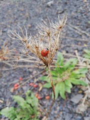 Coccinella septempunctata