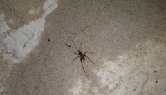 Spelaeiacris tabulae