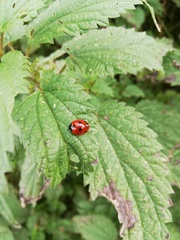 Coccinella septempunctata