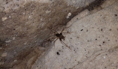 Spelaeiacris tabulae