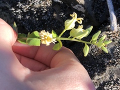 Streptanthus diversifolius