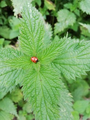Coccinella septempunctata