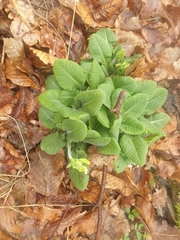 Primula elatior
