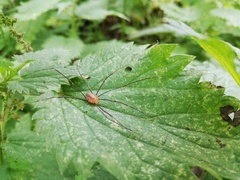 Opilio canestrinii
