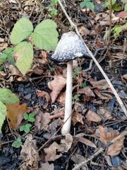 Coprinus comatus
