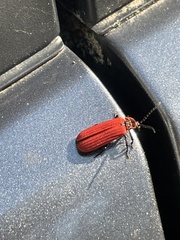 Dictyoptera
