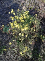 Senecio inaequidens