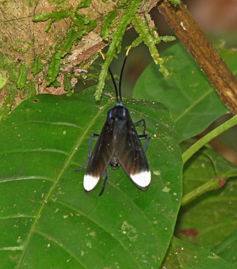 Timalus leucomela