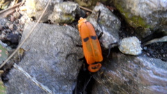 Chauliognathus togatus