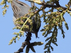 Curruca cantillans albistriata