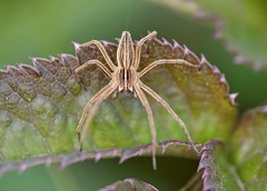 Pisaura mirabilis