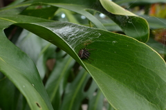 Araneus granadensis