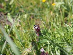 Anchusa variegata