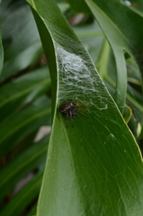 Araneus granadensis
