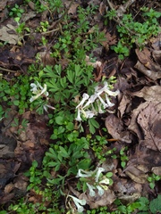 Corydalis caucasica
