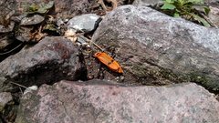 Chauliognathus togatus