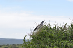 Melierax canorus canorus