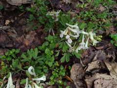 Corydalis caucasica