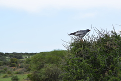 Melierax canorus canorus