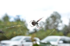 Araneus granadensis