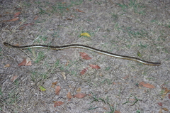 Afrotyphlops mucruso