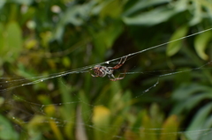 Araneus granadensis