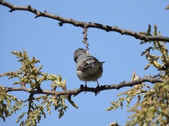 Curruca cantillans albistriata