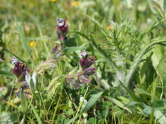 Anchusa variegata