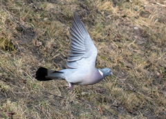 Columba palumbus