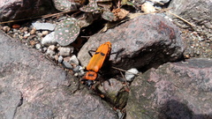 Chauliognathus togatus