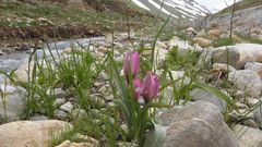 Tulipa humilis