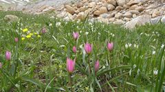 Tulipa humilis