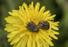 Oxythyrea funesta