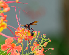 Delta pyriforme circinale