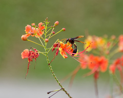 Delta pyriforme circinale