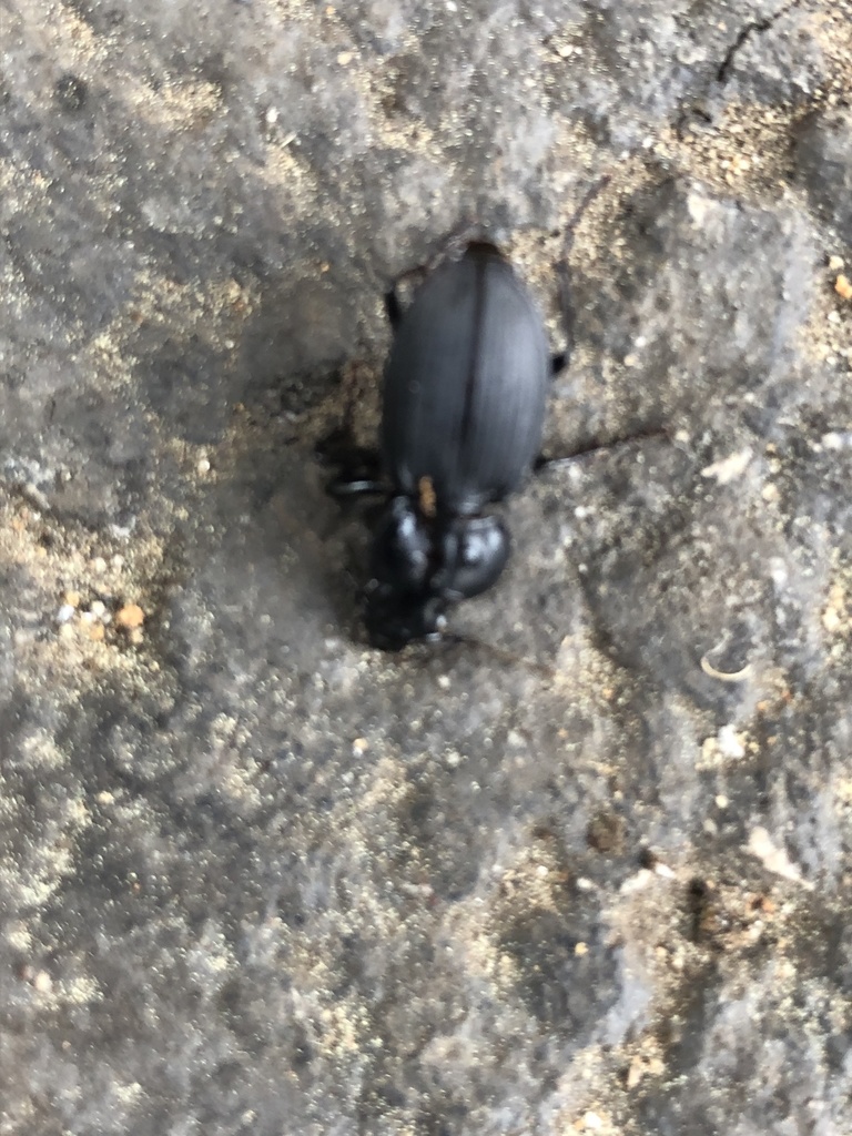 Ground Beetles from S Sycamore St, Palestine, TX, US on March 27, 2021 ...