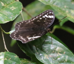 Lexias aeetes