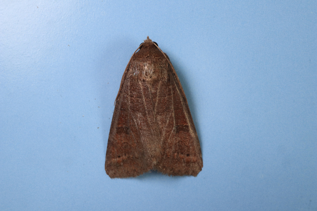 Black-dotted Brown