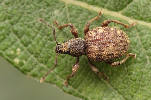 Otiorhynchus crataegi Germar, 1823